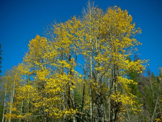 Aspen trees in autumn, Colorado